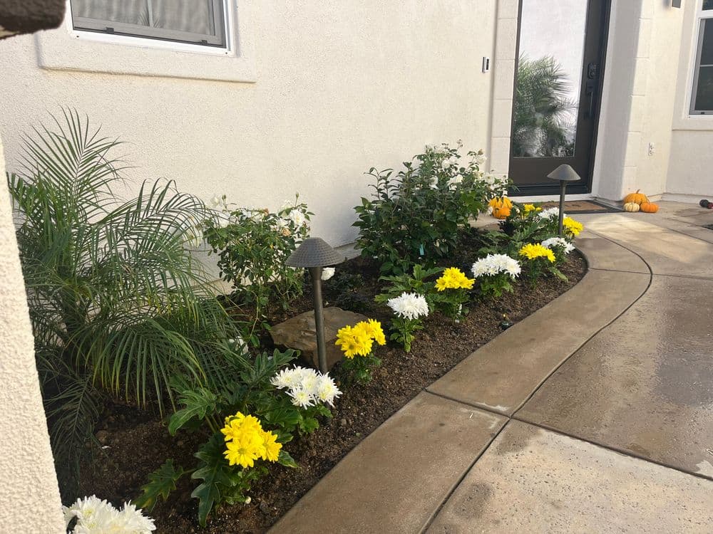 Landscaped garden with yellow and white chrysanthemums, pathway lighting, and pumpkins decor.
