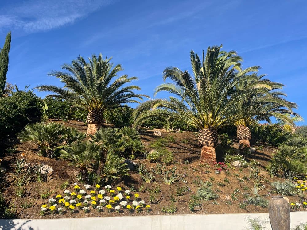 Lush garden featuring palm trees and colorful flowers on a hillside under a clear blue sky.